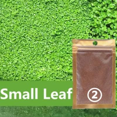 Agua decor Aquarium Grass Seed Small Leaf Grass 2 Pack Most Beautiful Grass
