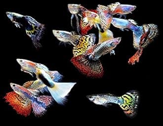 Live Freshwater Aquarium Fish - (5) 5-Pack of Mixed Color Male Guppies - 5 of Mixed Color Male Guppies Live Tropical Fish - Great for Aquariums - Populate Your Fish Tank!