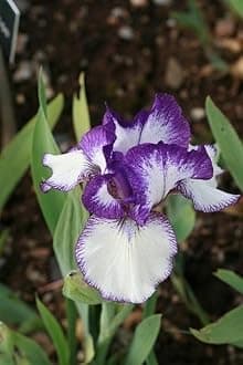 SVG® Dutch Iris Flower Bulbs for Your Home and Gardening Pack of 2 Bulbs (STRIP PURPLE)