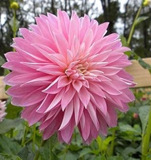 Imported Dhalia Perennial Flower Hybrid Quality Bulbs Home Gardening (Pack Of 1 The Paradise City Dahlia)