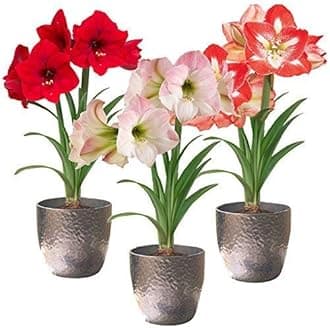 Amaryllis Lily Flower Bulbs (Pack of 15 Bulbs)