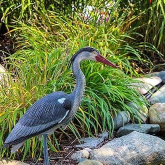 The Pond Guy Blue Heron Decoy for Backyard Water Gardens or Patio Ponds, Deter Predator Waterfowl & Protect Koi, Realistic Outdoor Yard Decoration