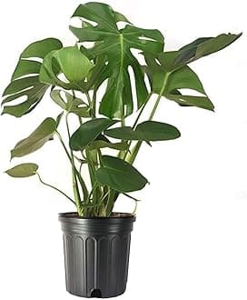 Garden Art live indoor plant (Monstera Deliciosa)