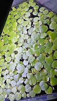 12 Plants (30+ Leaves) - Live Aquarium Frogbit Floating Plants (Limnobium Laevigatum), Live Aquarium/Aquatic Floating Plant BUY2GET1