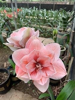 SVG® Imported Double Amaryllis Lily Flower Bulbs for Planting and Gardening, Pack Of 5 Bulbs (Double Peach)