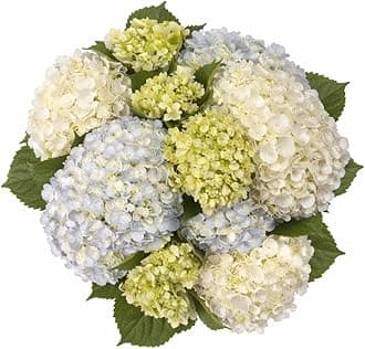 GlobalRose 20 Assorted Hydrangeas – Responsibly Sourced Assorted Flowers – Hand-Picked Flowers Fresh Bouquet for Graduation, Anniversary, Birthday & Special Occasions