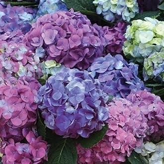Hydrangea mac. L.A. Dreamin' (Bigleaf Hydrangea) Shrub, RB pink & blue, #3 - Size Container