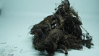 THOGAI’S -”JADAMANJI”- Jatamansi/Tapaswani/Bhytajata/Indian spikenard/Musk-root/Indian nard/Nard Indian/Balchara/Jatamavshi/Jatamamsi/Bhutijata/Billilotan (10 GRAMS (PCK OF 1))