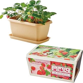 Seishin Ceramics Autumn/Winter Home Garden Cultivation Kit "ENJOY PLANTER" Enjoy Planter Strawberry Mini Easy Relaxed Growing Vegetable Cultivation Set (Free Research/Food Education) Mother's Day