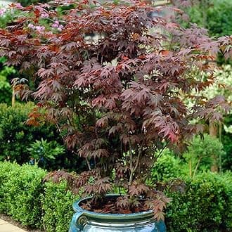 YouGarden Japanese Red Maple Acer palmatum 'Atropurpureum', Red Leaves in 10.5cm Pot, Autumn Colour, Deciduous Plant