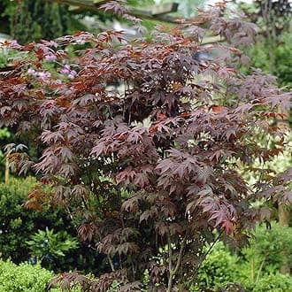 Japanese Red Maple Acer palmatum 'Atropurpureum' Red Leaves in a 3L Pot 70cm Tall, Autumn Colour, Deciduous Plant