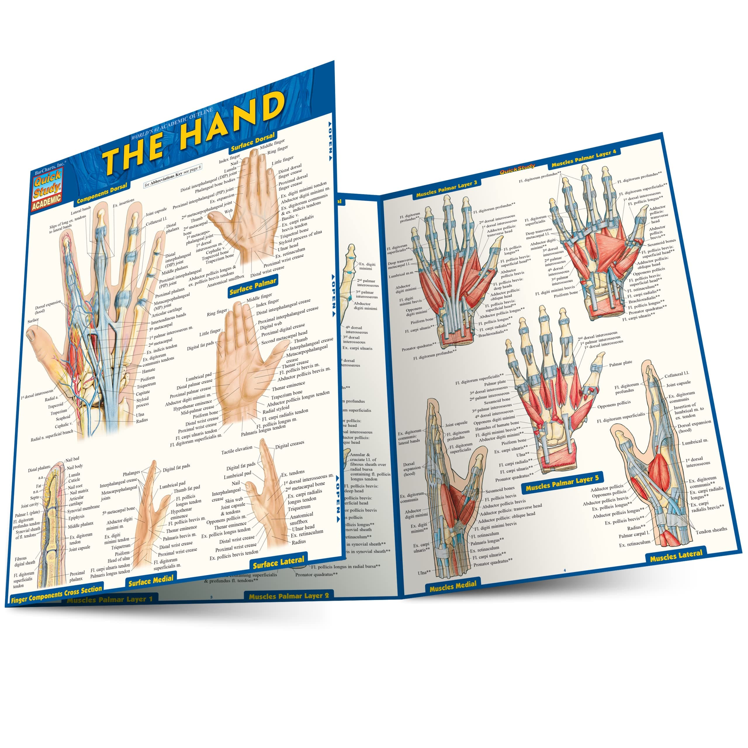 The Hand (Quick Study Academic) Pamphlet – Import, 1 August 2013