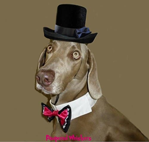 The Aristocrat Top Hat and Bowtie for dogs (medium sized 15-18" collar) (black hat ribbon)
