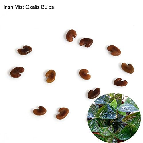10 Pcs Shamrock Oxalis Triangularis Bulbs Easy to Plant Leaf Flower Seeds - Irish Mist Oxalis Bulbs