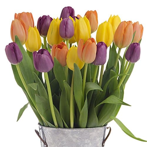 2 Dozen - Multi-Colored Tulips, With Vase - American Grown