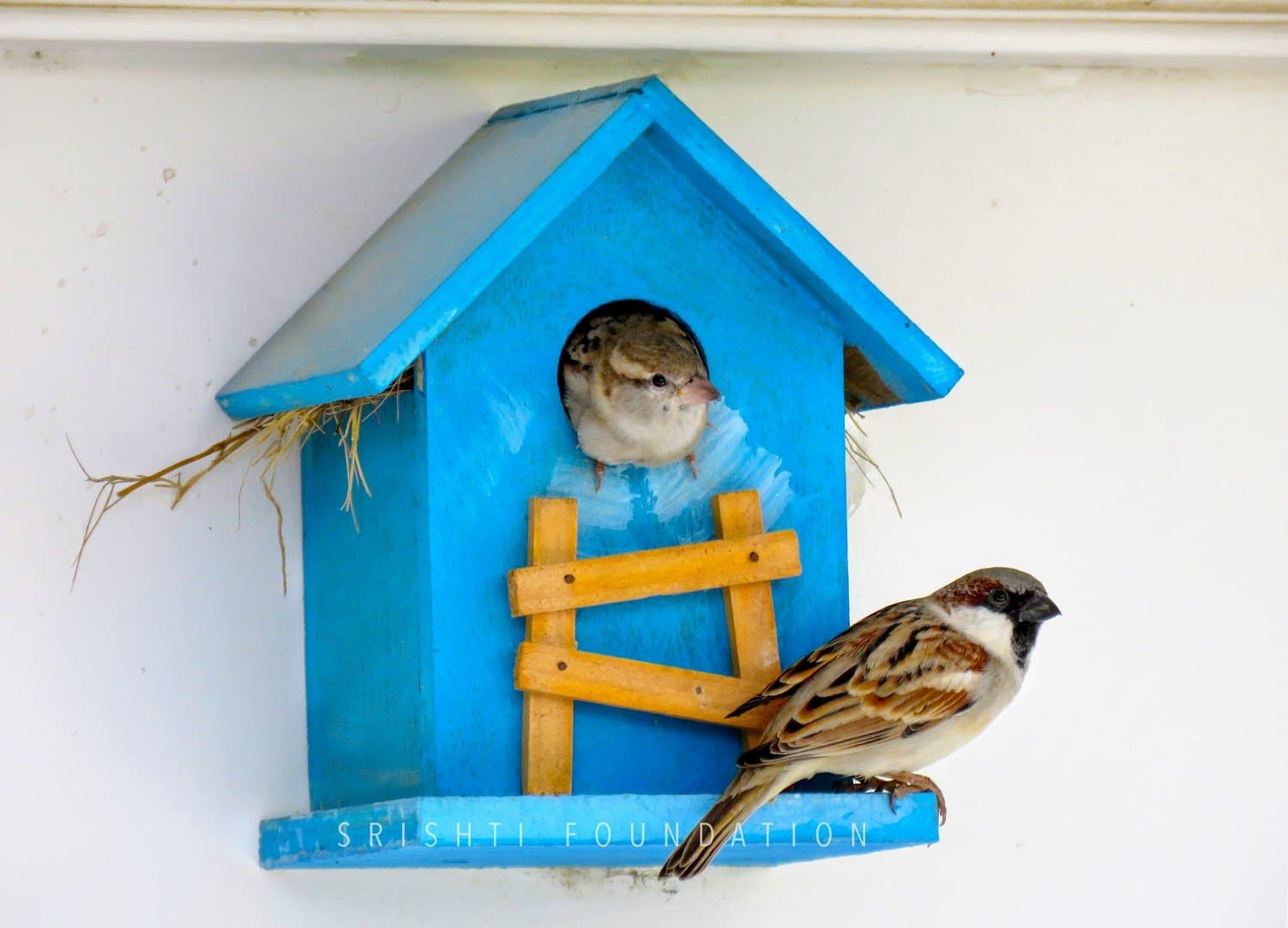 SRI Srishti Rustic Bird House Blue, Blue, Medium, 500 g