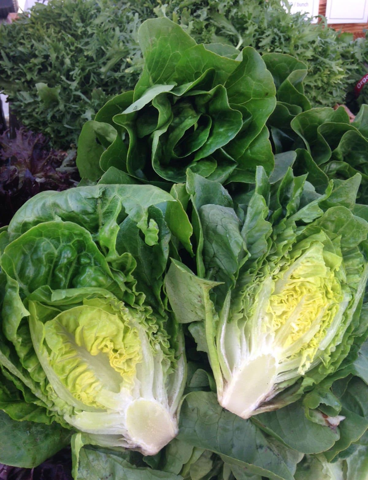 Little Gem Lettuce Seeds - 50 Seeds