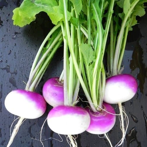 3LBS Purple Top Turnip Deer Food Plot Seeds