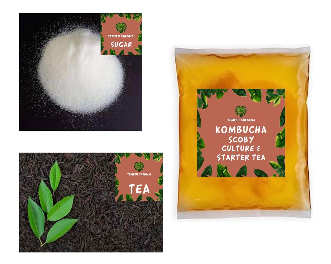 TEMPEHSTATION Original scoby Kombucha Starter Kit For Beginners Unpasteurised Starter Scoby Raw Symbiotic Culture, Comfort Of Your Home Brewing Kit, Absolutely No Eels - Assam, Liquid 200G