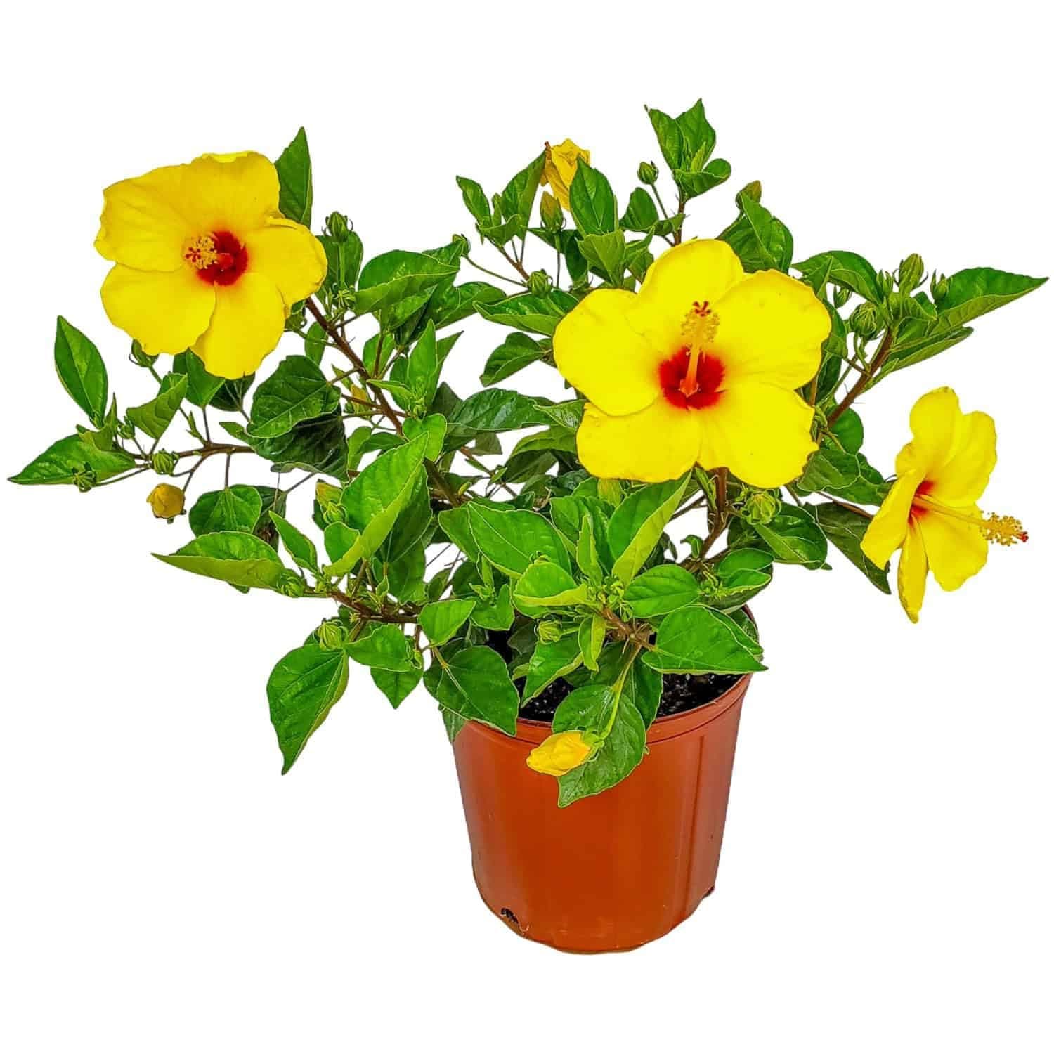 Yellow Hibiscus Bush, 3 Gallon